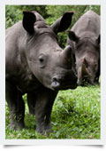 Ziwa Rhino Sanctuary Kampala